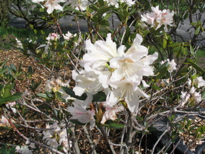 Azaleas in Prince Rupert on May 3rd