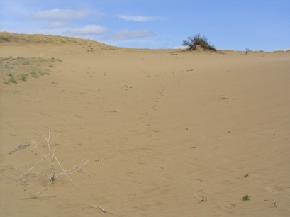 Spirit Sands Landscape