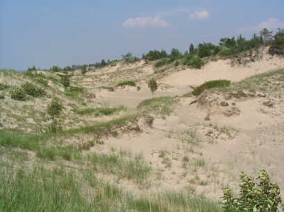 Dunes just behind the beach