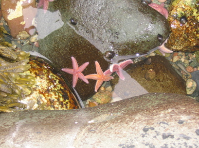 3 starfish in a tidal pool