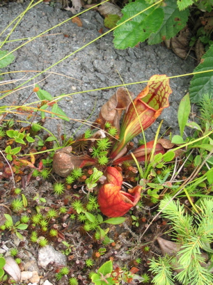 Pitcher plant and 17 other species, can you find them?