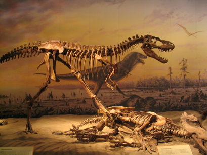 Allosaurus - Late Jurassic carnivore