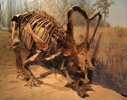 Triceratops - Cretaceous period herbivore