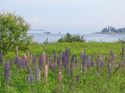 New River Beach - Wild lupines on the way