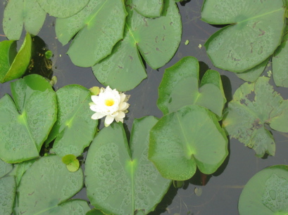 Water lily at Pelee