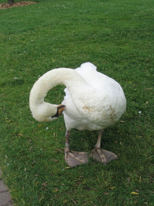 Preening swan