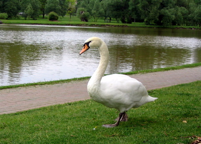 Stratford swan
