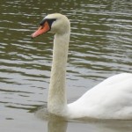 Shakespeare, Stratford and Swans  June 16