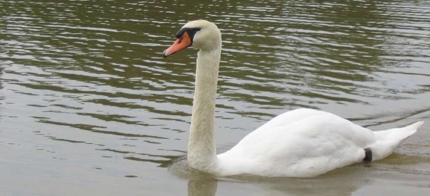 Shakespeare, Stratford and Swans  June 16