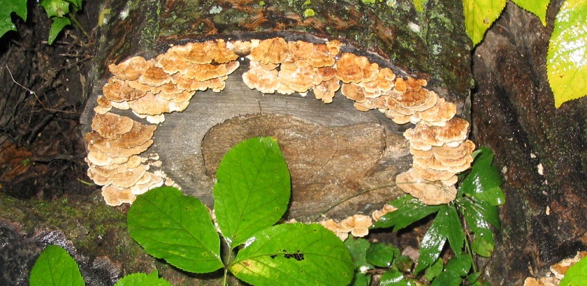 Riding Mountain National Park and closed Museums