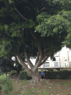 Some BIG tree